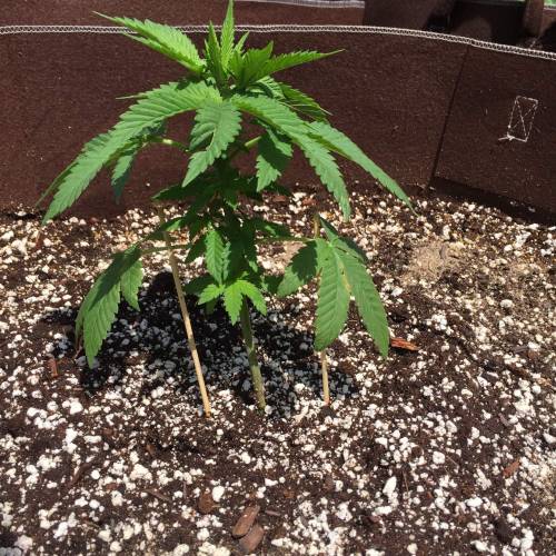 Toronto Outdoor 2020. Week 5 - Ayahuasca purple 