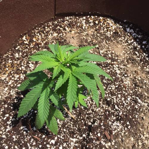 Toronto Outdoor 2020. Week 5 - Ap 