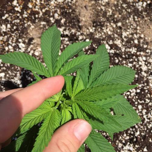 Toronto Outdoor 2020. Week 5 - Ap 