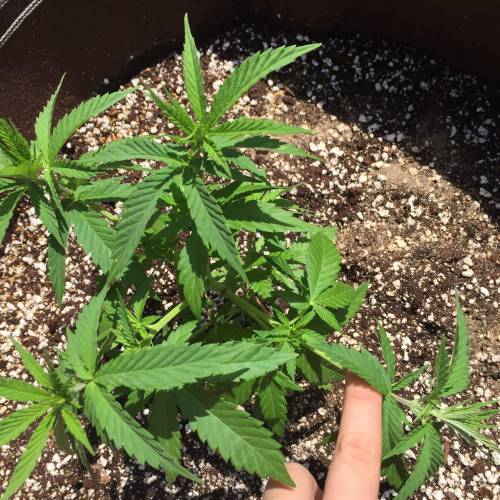 Toronto Outdoor 2020. Week 5 - Shish 