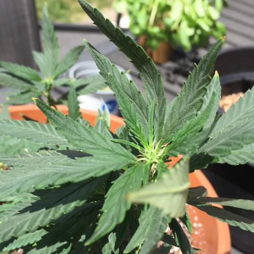 Toronto Outdoor 2020. Week 5 - Pj 