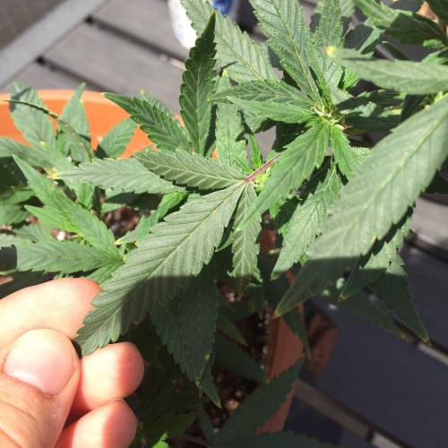 Toronto Outdoor 2020. Week 5 - Pj