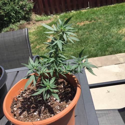 Toronto Outdoor 2020. Week 5 - Princess jasmine(Purp afghani x space queen)#2