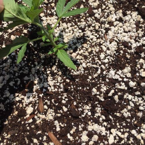 Toronto Outdoor 2020. Week 5 - Critical 2.0 #2