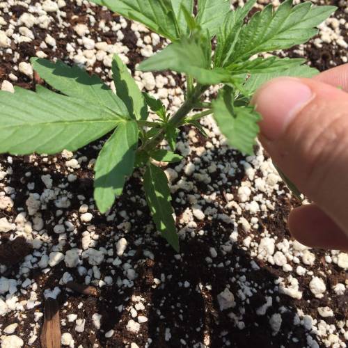 Toronto Outdoor 2020. Week 5 - C 2