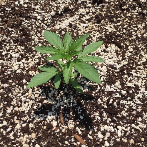 Toronto Outdoor 2020. Week 5 - C 2