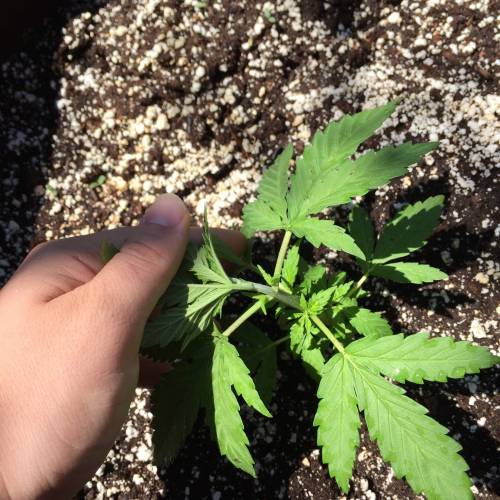 Toronto Outdoor 2020. Week 6 - Critical #2