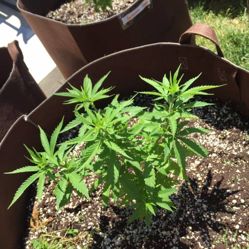 Toronto Outdoor 2020. Week 6 - Shishkaberry 