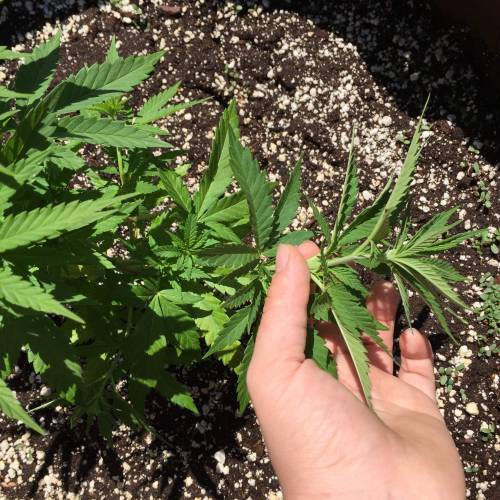 Toronto Outdoor 2020. Week 6 - Shishkaberry