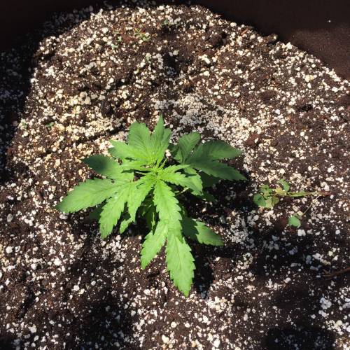 Toronto Outdoor 2020. Week 6 - Critical #2