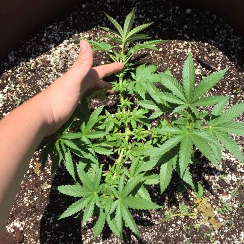 Toronto Outdoor 2020. Week 6 - Bg41