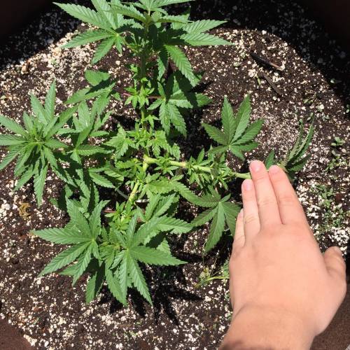 Toronto Outdoor 2020. Week 6 - Blue Gelato 41