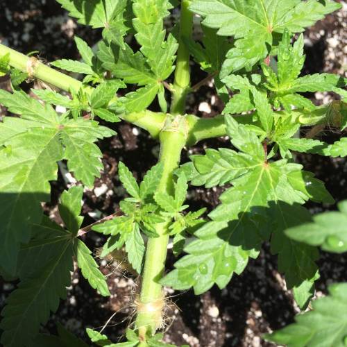 Toronto Outdoor 2020. Week 6 - Bg41