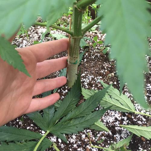 Toronto Outdoor 2020. Week 7 - C1