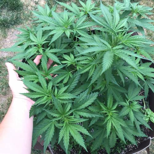 Toronto Outdoor 2020. Week 7 - C1