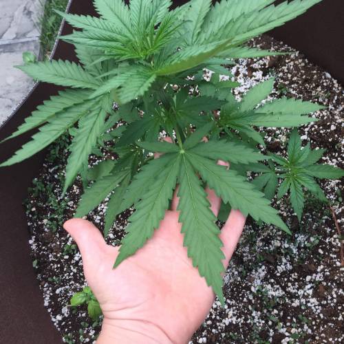 Toronto Outdoor 2020. Week 7 - Critical #2