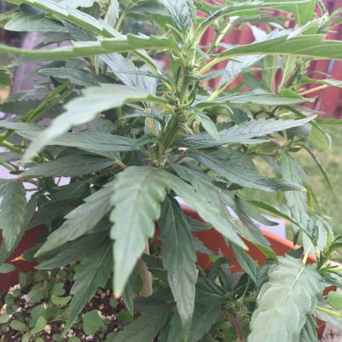 Toronto Outdoor 2020. Week 7 - Princess jasmine