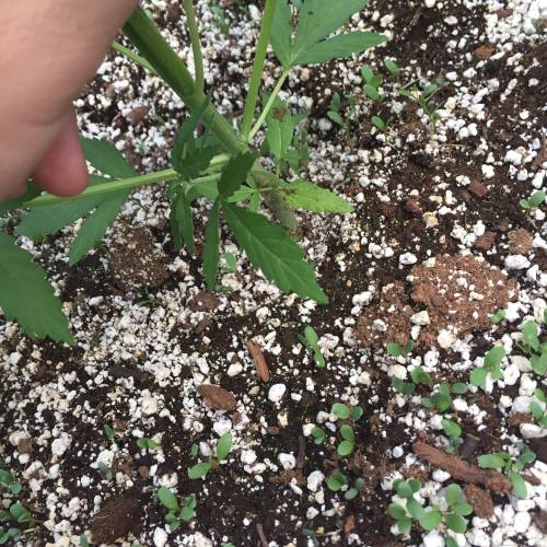 Toronto Outdoor 2020. Week 7 - C 2