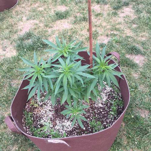 Toronto Outdoor 2020. Week 7 - Shishkaberry