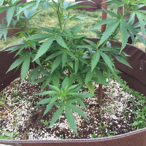 Toronto Outdoor 2020. Week 7 - Shish 