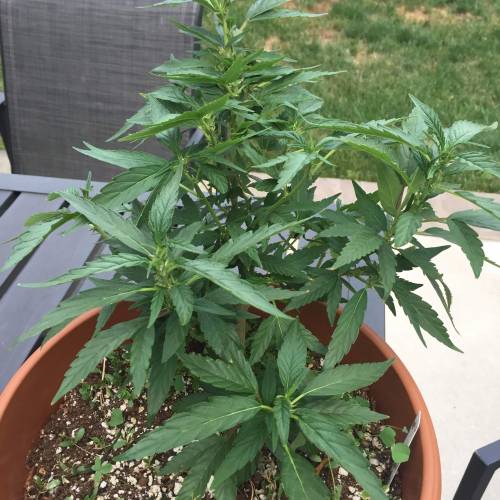 Toronto Outdoor 2020. Week 7 - PJ