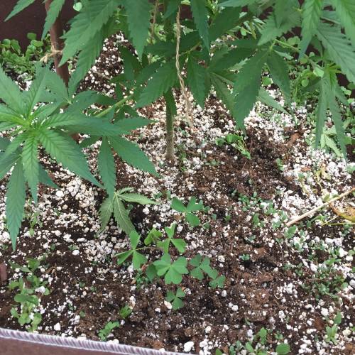 Toronto Outdoor 2020. Week 7 - Shish 