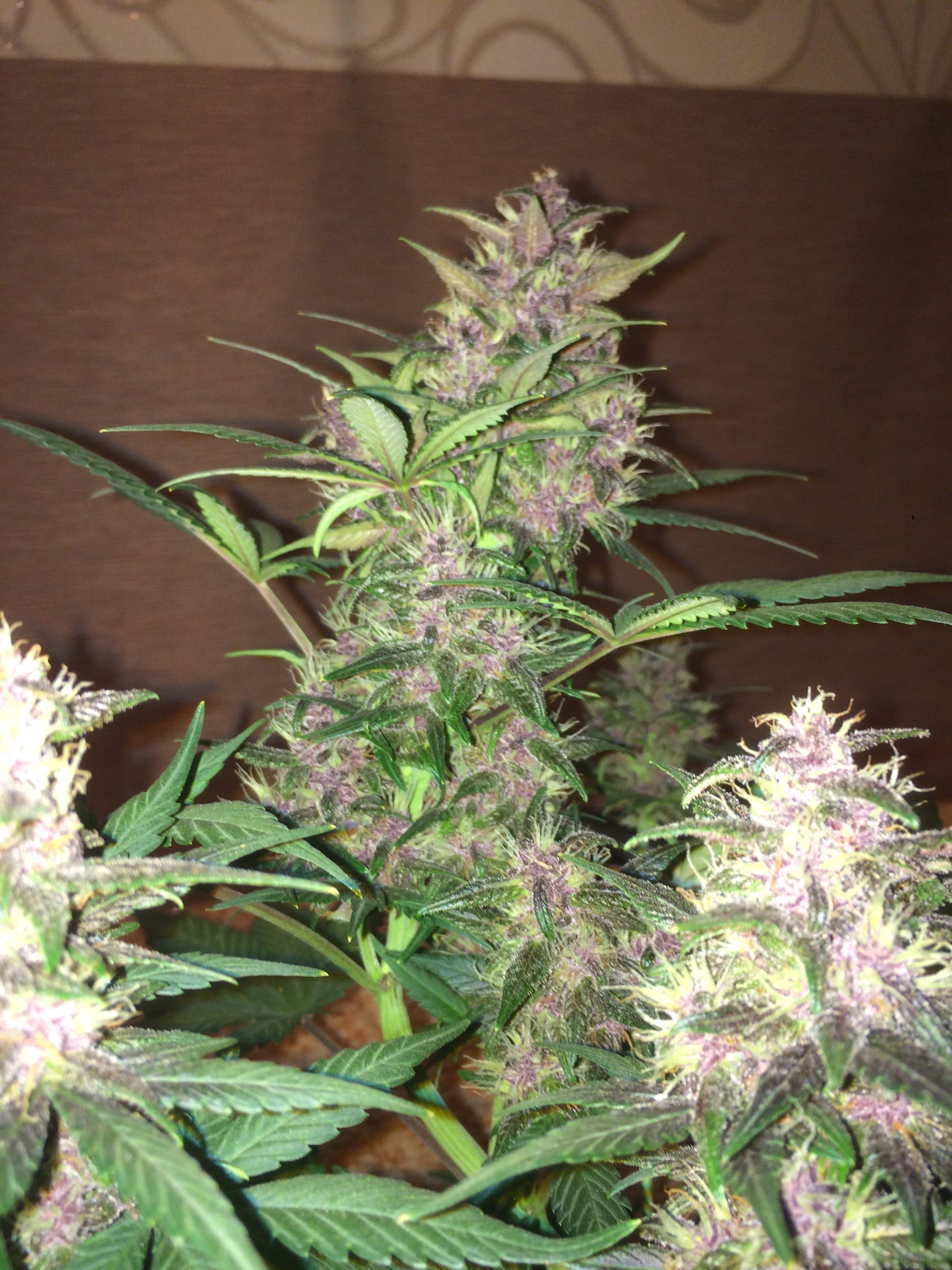 Sweet Seeds Black Cream Auto®, Sweet Seeds Bloody Skunk Auto® grow diary (journal) week8 by