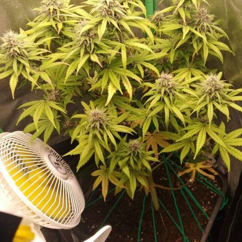 Candy Rain. Week 4 - Week 5 of flowering phase 