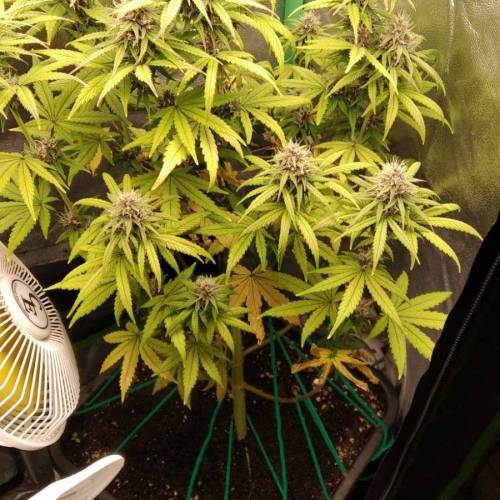 Candy Rain. Week 4 - Same