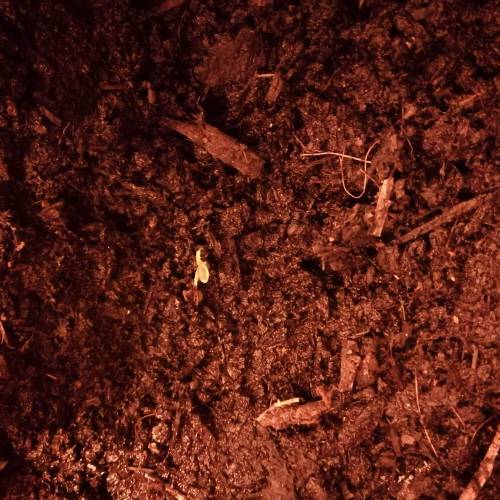 Snow Ryder Automatic by White Label. Week 2