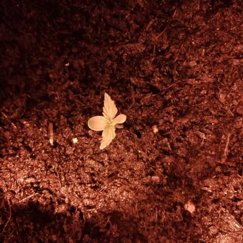 Snow Ryder Automatic by White Label. Week 2