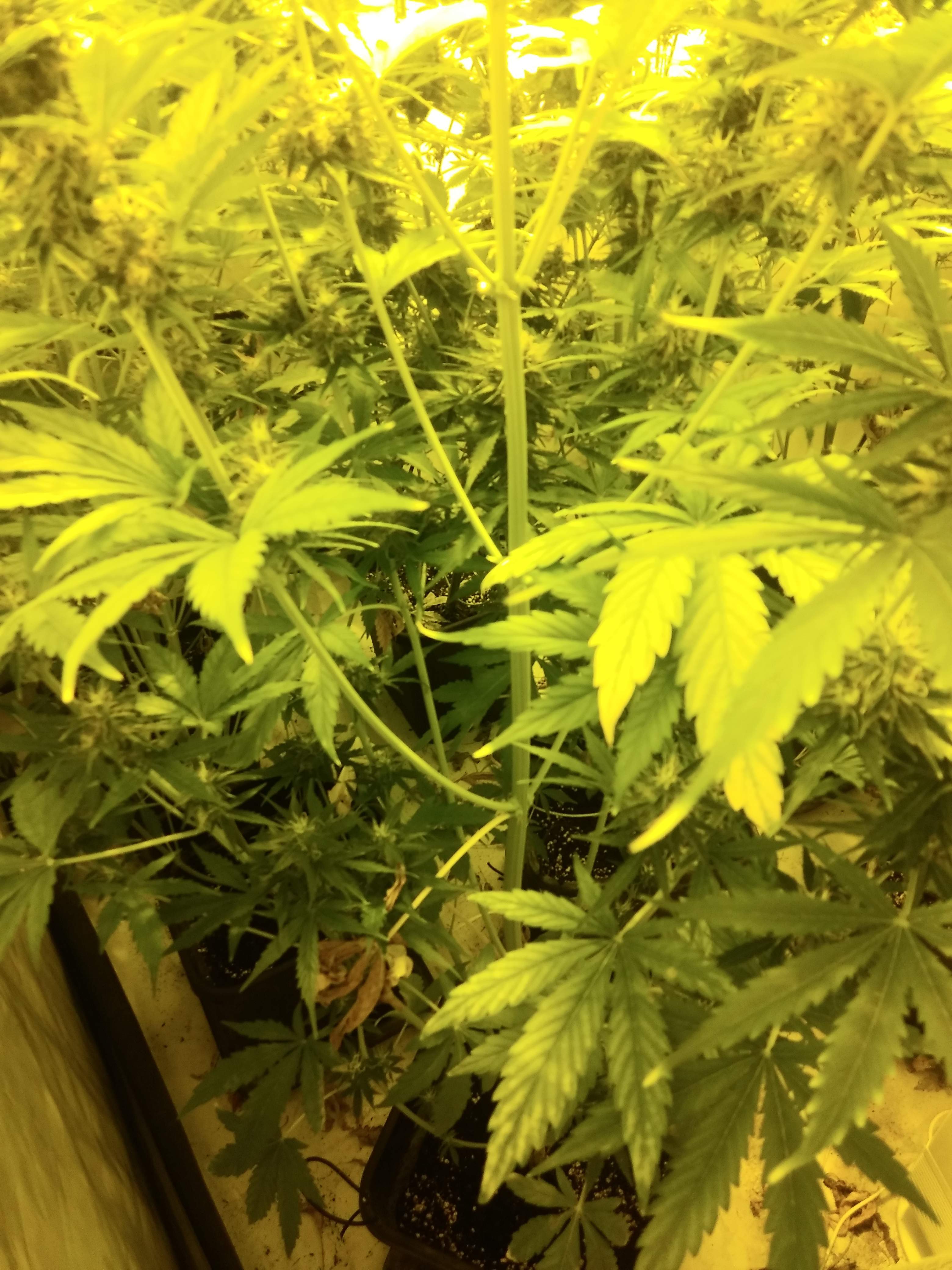 Royal Queen Seeds Blue Cheese Automatic grow diary (journal) week9 by