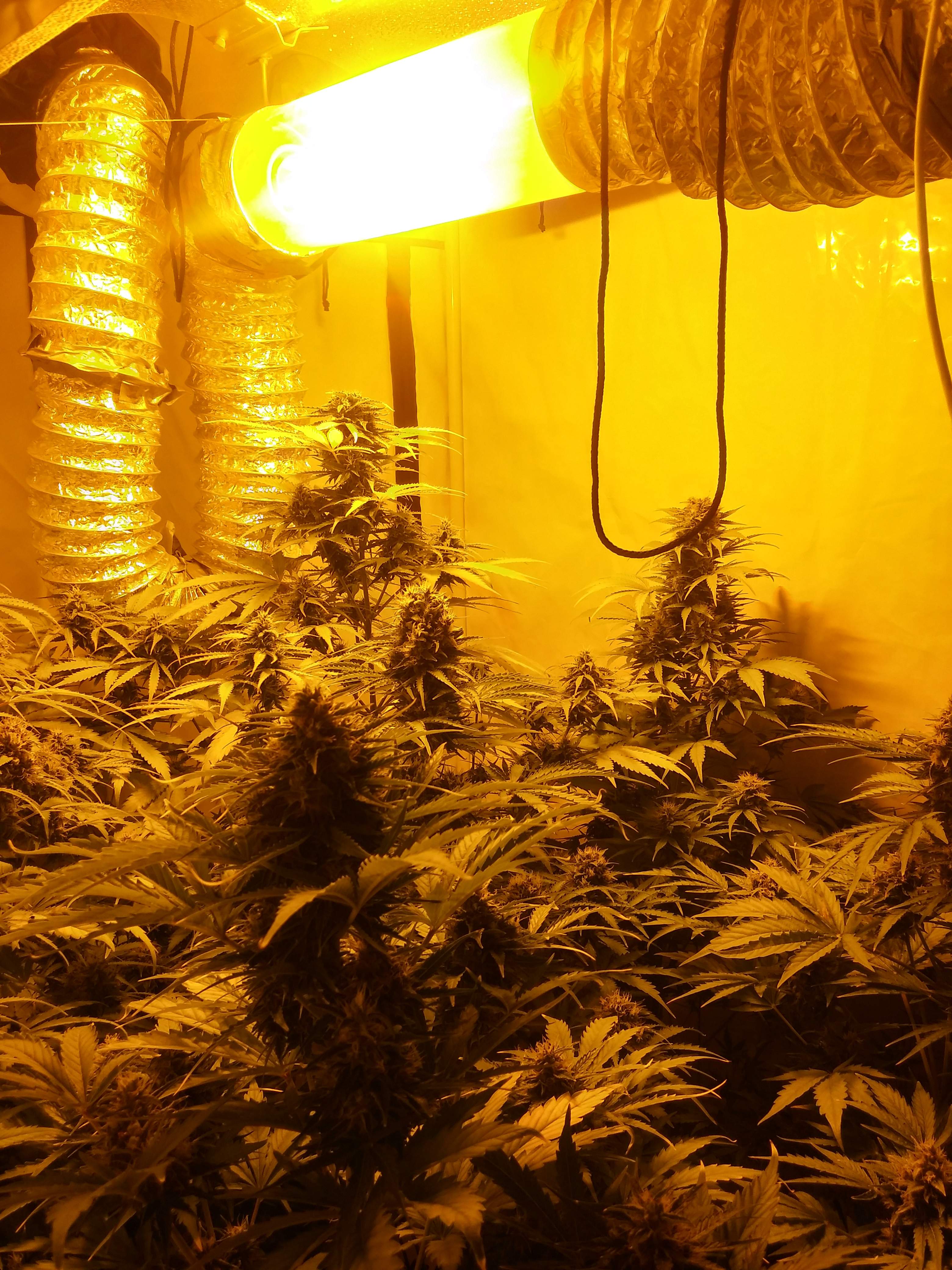 Royal Queen Seeds Blue Cheese Automatic grow diary (journal) week9 by