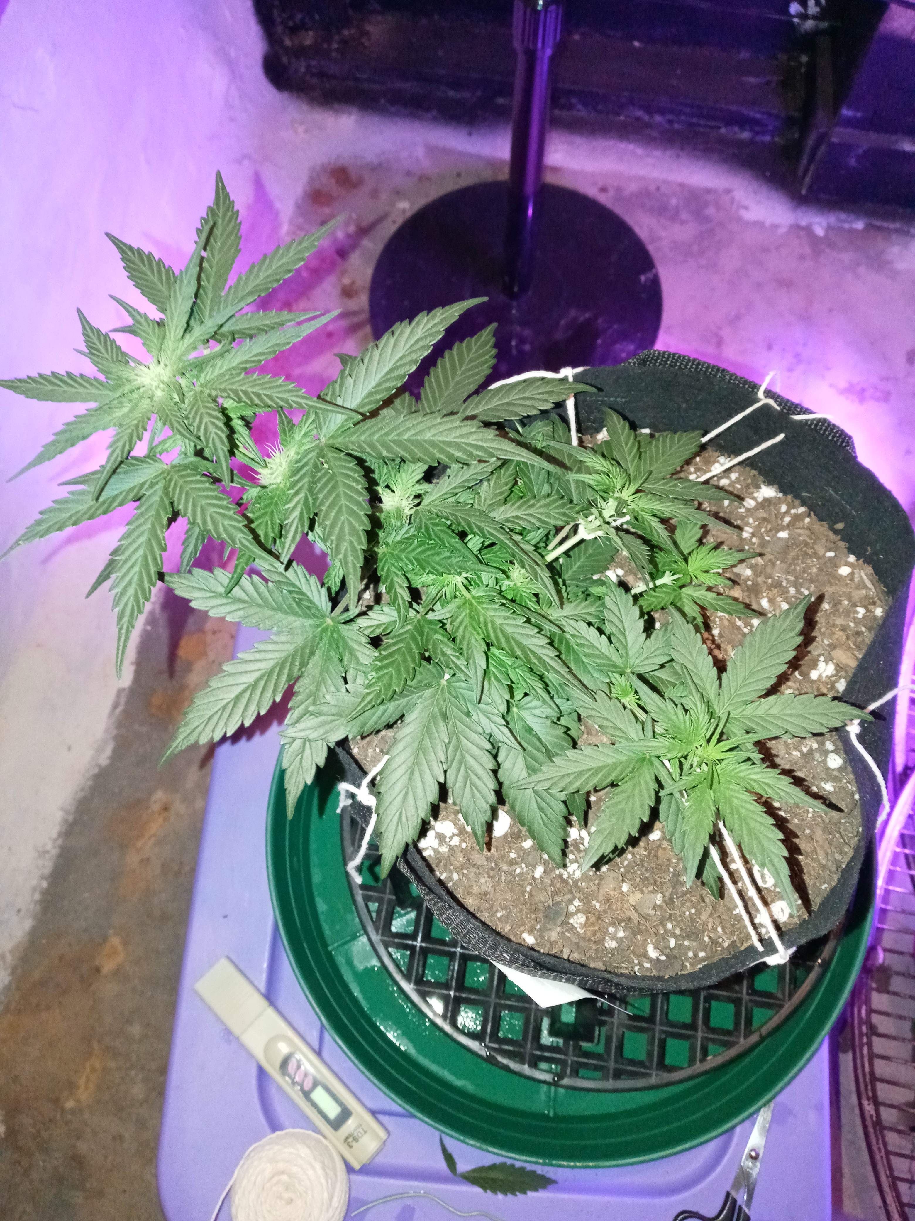 What should my ppm be at during 1st week of flowering? grow question by