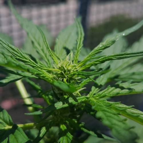 My first grow . Week 3