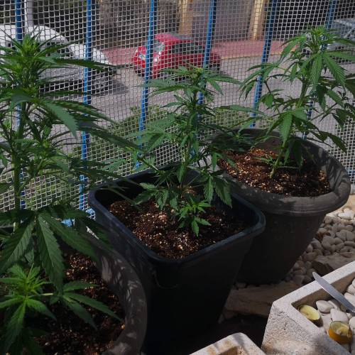 My first grow . Week 3