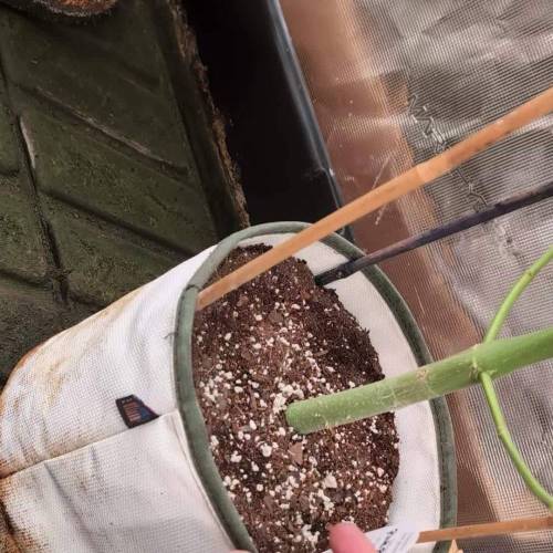 Dynomyco Rootball Reveal & MSNL Seedbank