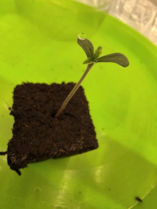 Planet of the Grapes. Week 1