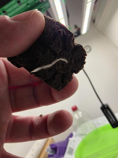 Planet of the Grapes. Week 1