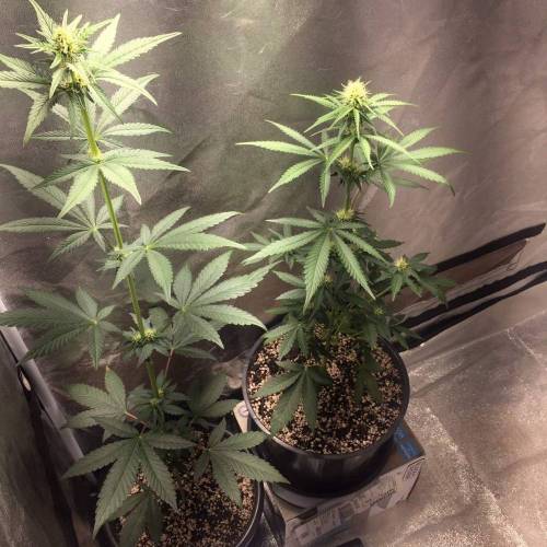 KB - Killa Bees - RESERVE GENETICS - BR . Week 6 - 29 de outubro