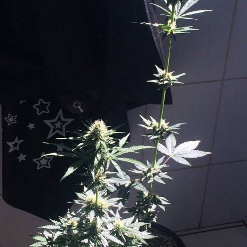 KB - Killa Bees - RESERVE GENETICS - BR . Week 7 - ate 