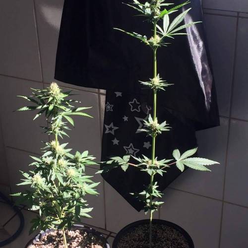 KB - Killa Bees - RESERVE GENETICS - BR . Week 7 - 05 de novembro