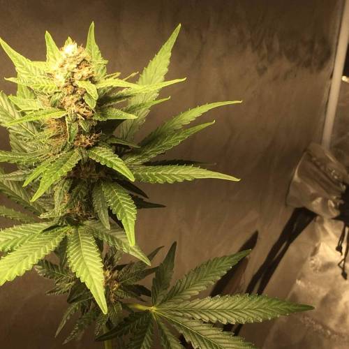 KB - Killa Bees - RESERVE GENETICS - BR . Week 8