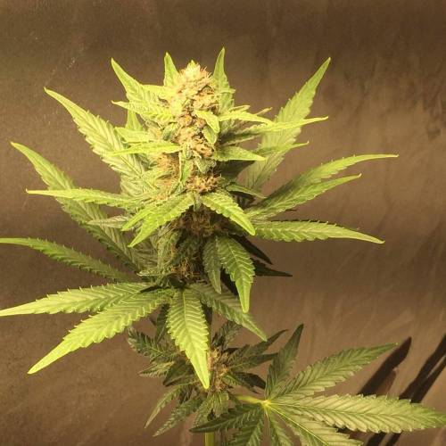 KB - Killa Bees - RESERVE GENETICS - BR . Week 8