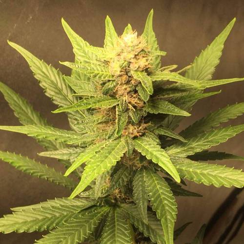 KB - Killa Bees - RESERVE GENETICS - BR . Week 8 - ....