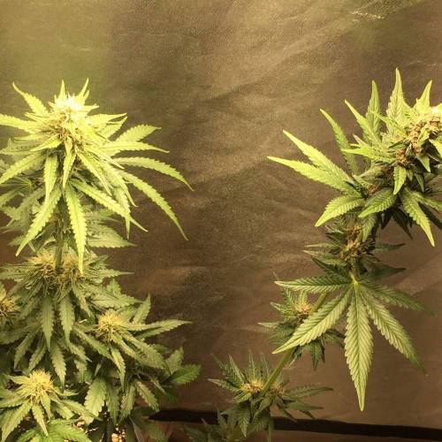 KB - Killa Bees - RESERVE GENETICS - BR . Week 8 - 10 de novembro.