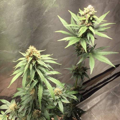 KB - Killa Bees - RESERVE GENETICS - BR . Week 9 - ...