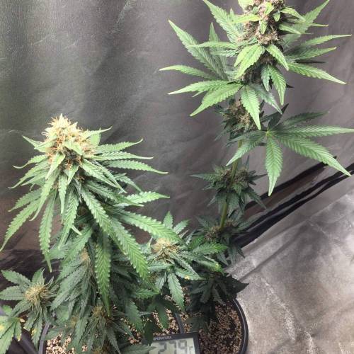 KB - Killa Bees - RESERVE GENETICS - BR . Week 9 - ....