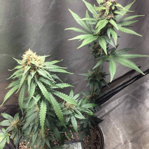 KB - Killa Bees - RESERVE GENETICS - BR . Week 9 - 19 de novembro