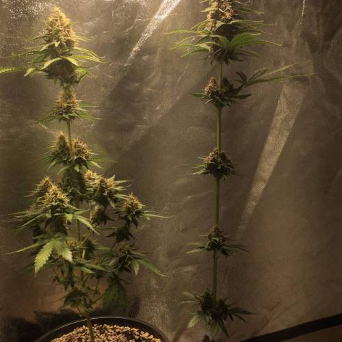 KB - Killa Bees - RESERVE GENETICS - BR . Week 10 - ...